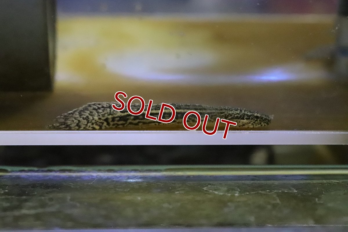 画像1: 【淡水魚】【通販】ポリプテルス アンソルギー【1匹 サンプル画像】(±7-8cm)(大型魚)（生体）（淡水）NKO (1)