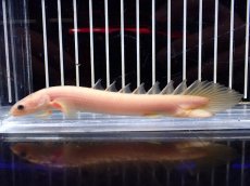 画像1: 【淡水魚】【通販】激安大特価 ポリプテルス ゴールデン セネガルス【1匹】(±10-12cm)(大型魚)（生体）（淡水）NKO (1)