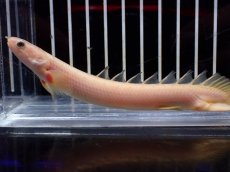 画像2: 【淡水魚】【通販】激安大特価 ポリプテルス ゴールデン セネガルス【1匹】(±10-12cm)(大型魚)（生体）（淡水）NKO (2)