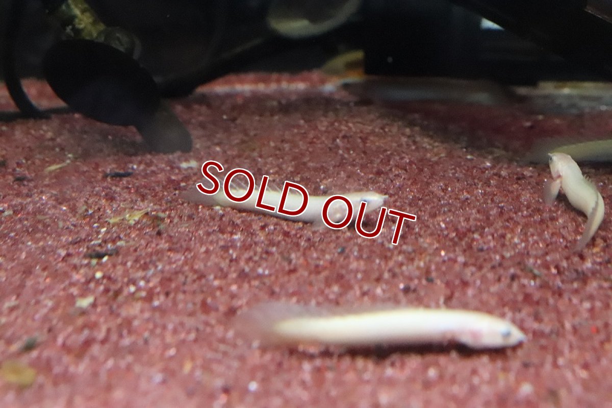 画像3: 【淡水魚】【通販】激安大特価 ポリプテルス ゴールデン セネガルス【1匹 サンプル画像】(±5-8cm)(大型魚)（生体）（淡水）NKO (3)