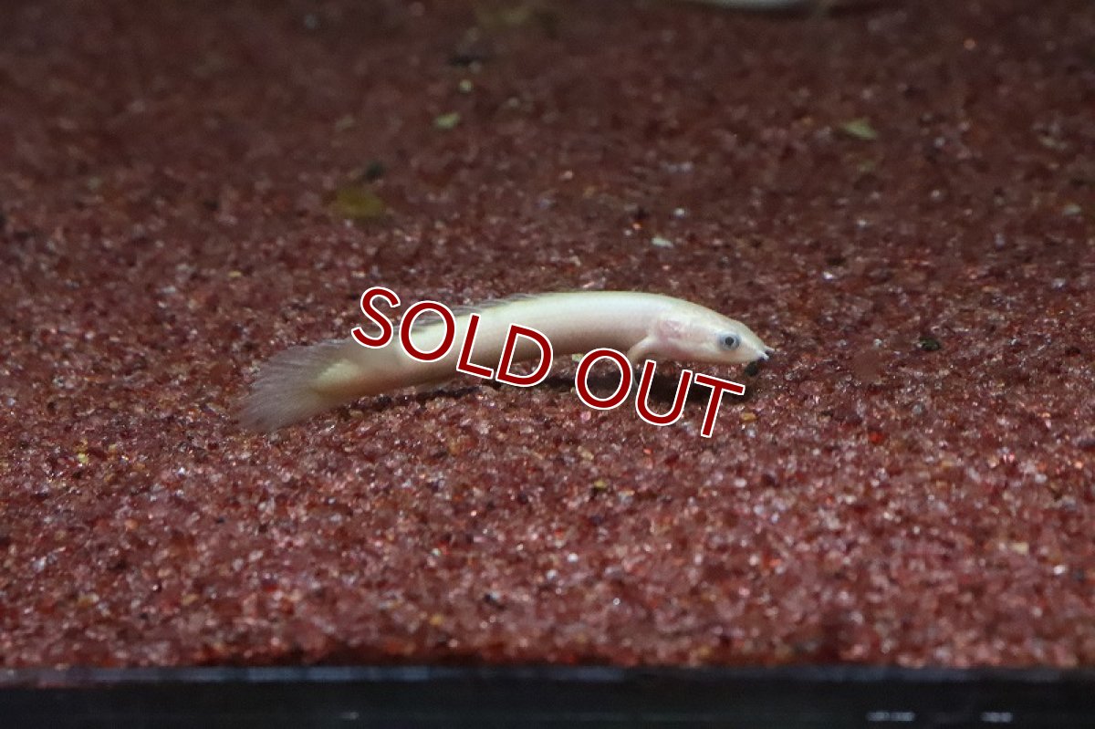 画像4: 【淡水魚】【通販】激安大特価 ポリプテルス ゴールデン セネガルス【1匹 サンプル画像】(±5-8cm)(大型魚)（生体）（淡水）NKO (4)