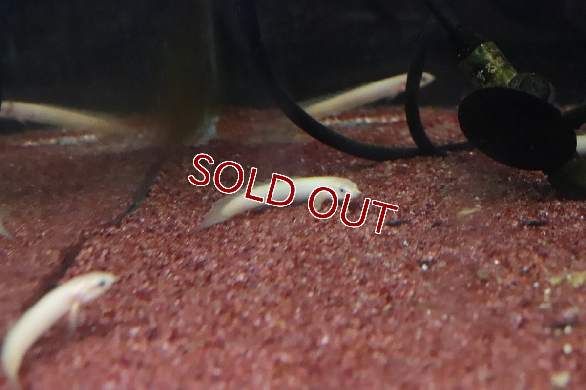 画像5: 【淡水魚】【通販】激安大特価 ポリプテルス ゴールデン セネガルス【1匹 サンプル画像】(±5-8cm)(大型魚)（生体）（淡水）NKO (5)