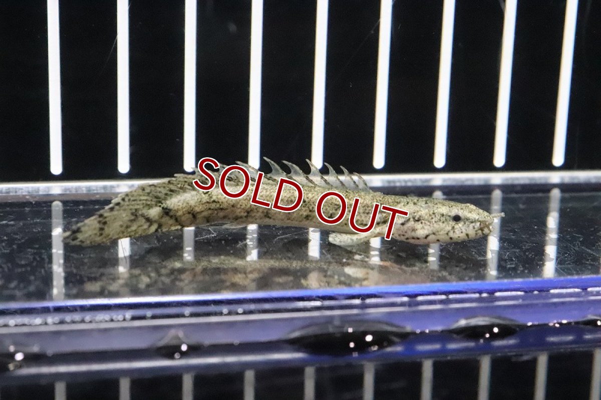 画像2: 【淡水魚】【通販】ポリプテルス エンドリケリー コンギクス(ビチャー)【1匹 サンプル画像】(±6-8cm)(大型魚)(生体)(熱帯魚)ＮＫＯ (2)