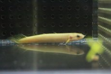 画像1: 【淡水魚】【通販】難有り激安特価 ポリプテルス ゴールデンセネガルス【１匹】(大型魚)(生体)(淡水)NKO (1)