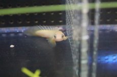 画像2: 【淡水魚】【通販】難有り激安特価 ポリプテルス ゴールデンセネガルス【１匹】(大型魚)(生体)(淡水)NKO (2)