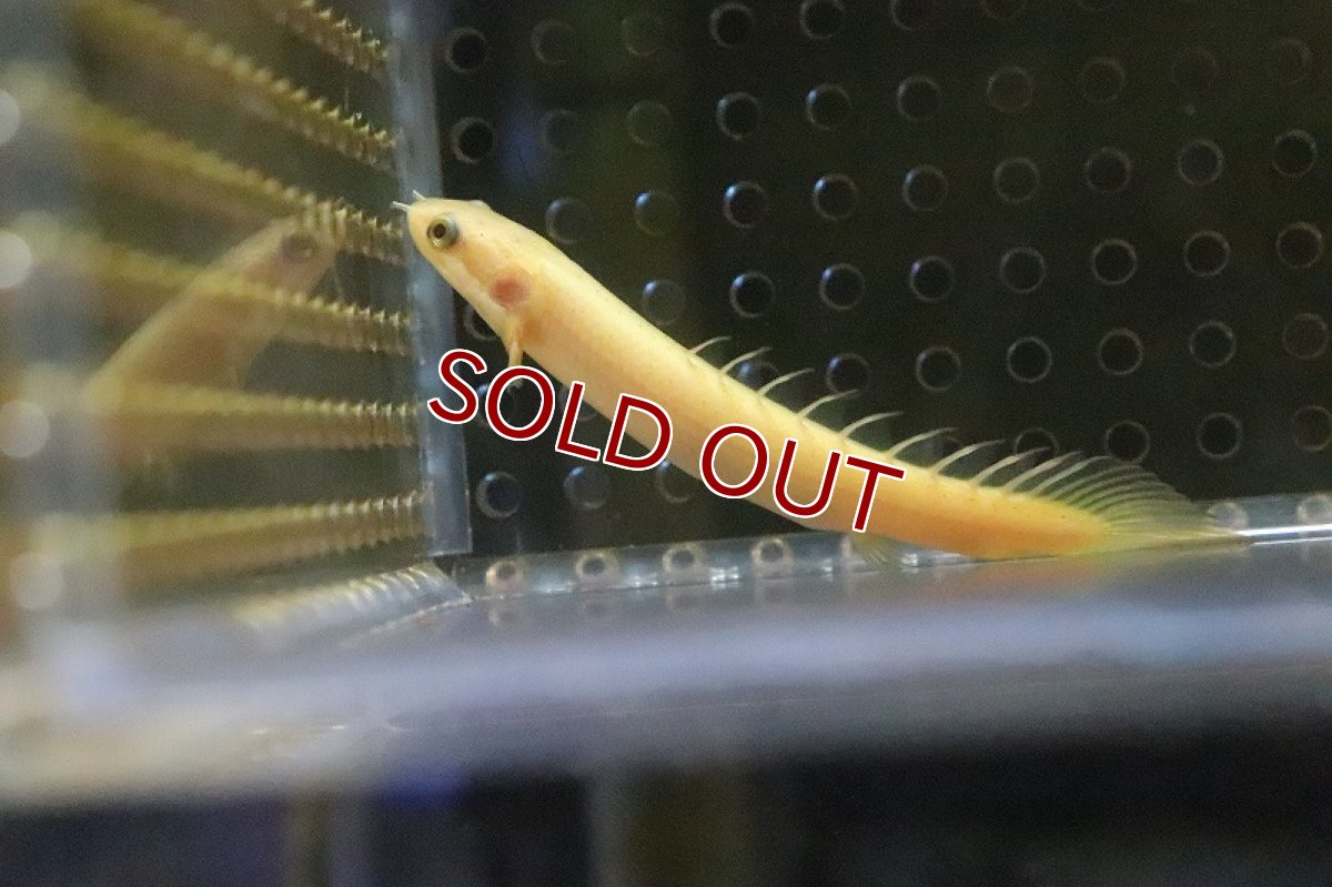 画像3: 【淡水魚】難有り激安特価 ポリプテルス ゴールデンセネガルス【１匹】(大型魚)(生体)(淡水)NKO (3)