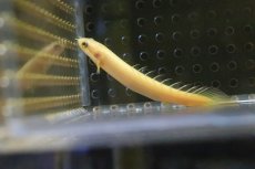 画像3: 【淡水魚】【通販】難有り激安特価 ポリプテルス ゴールデンセネガルス【１匹】(大型魚)(生体)(淡水)NKO (3)