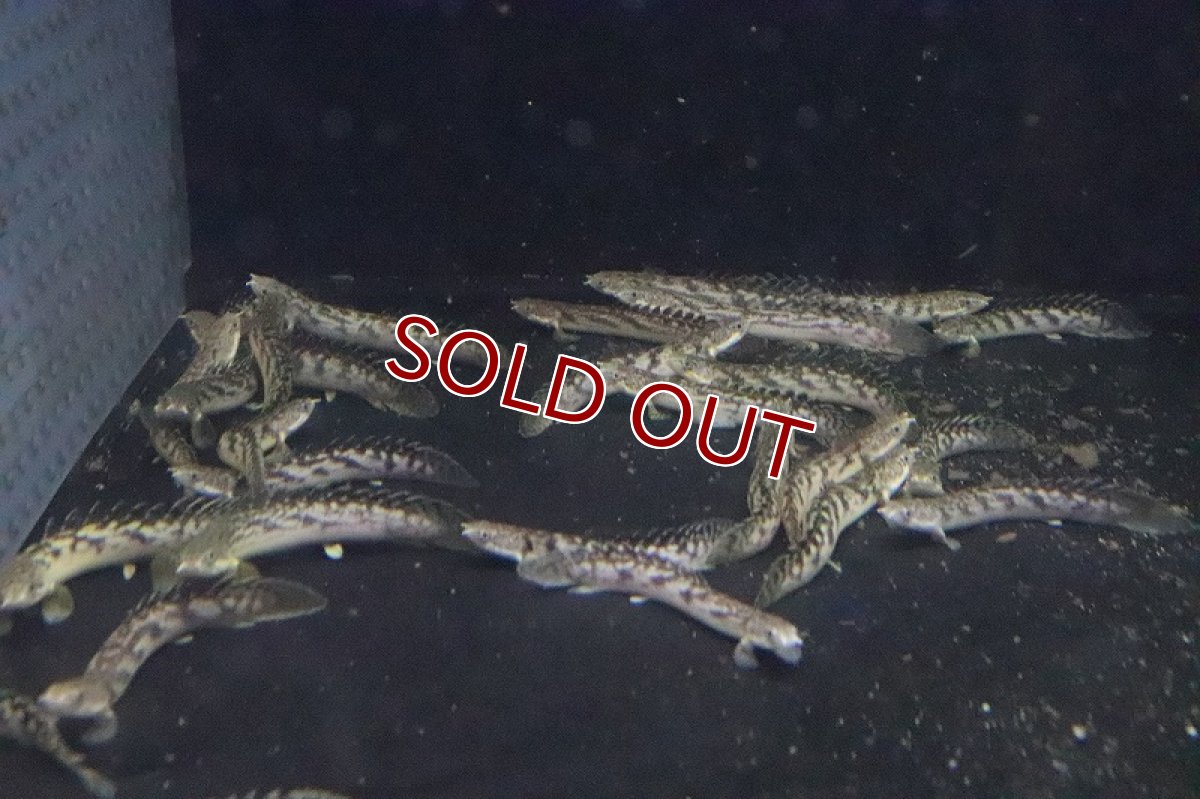 画像2: 【淡水魚】ポリプテルス パルマス ブティコフェリー(ローウェ)【１匹 サンプル画像】(±6-8cm)(大型魚)(生体)(淡水)NKO (2)