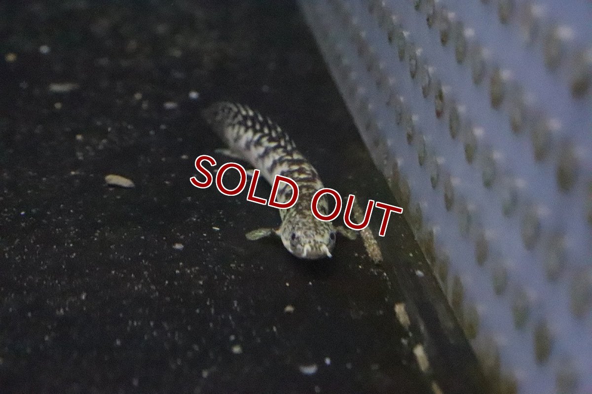 画像4: 【淡水魚】ポリプテルス パルマス ブティコフェリー(ローウェ)【１匹 サンプル画像】(±6-8cm)(大型魚)(生体)(淡水)NKO (4)