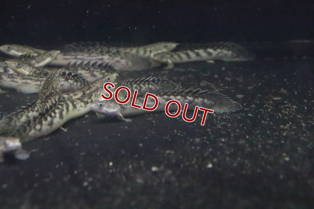 画像5: 【淡水魚】ポリプテルス パルマス ブティコフェリー(ローウェ)【１匹 サンプル画像】(±6-8cm)(大型魚)(生体)(淡水)NKO (5)