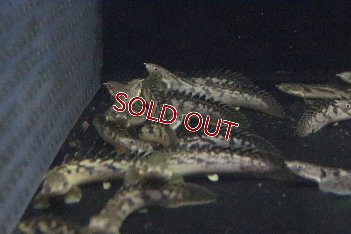 画像6: 【淡水魚】ポリプテルス パルマス ブティコフェリー(ローウェ)【１匹 サンプル画像】(±6-8cm)(大型魚)(生体)(淡水)NKO (6)