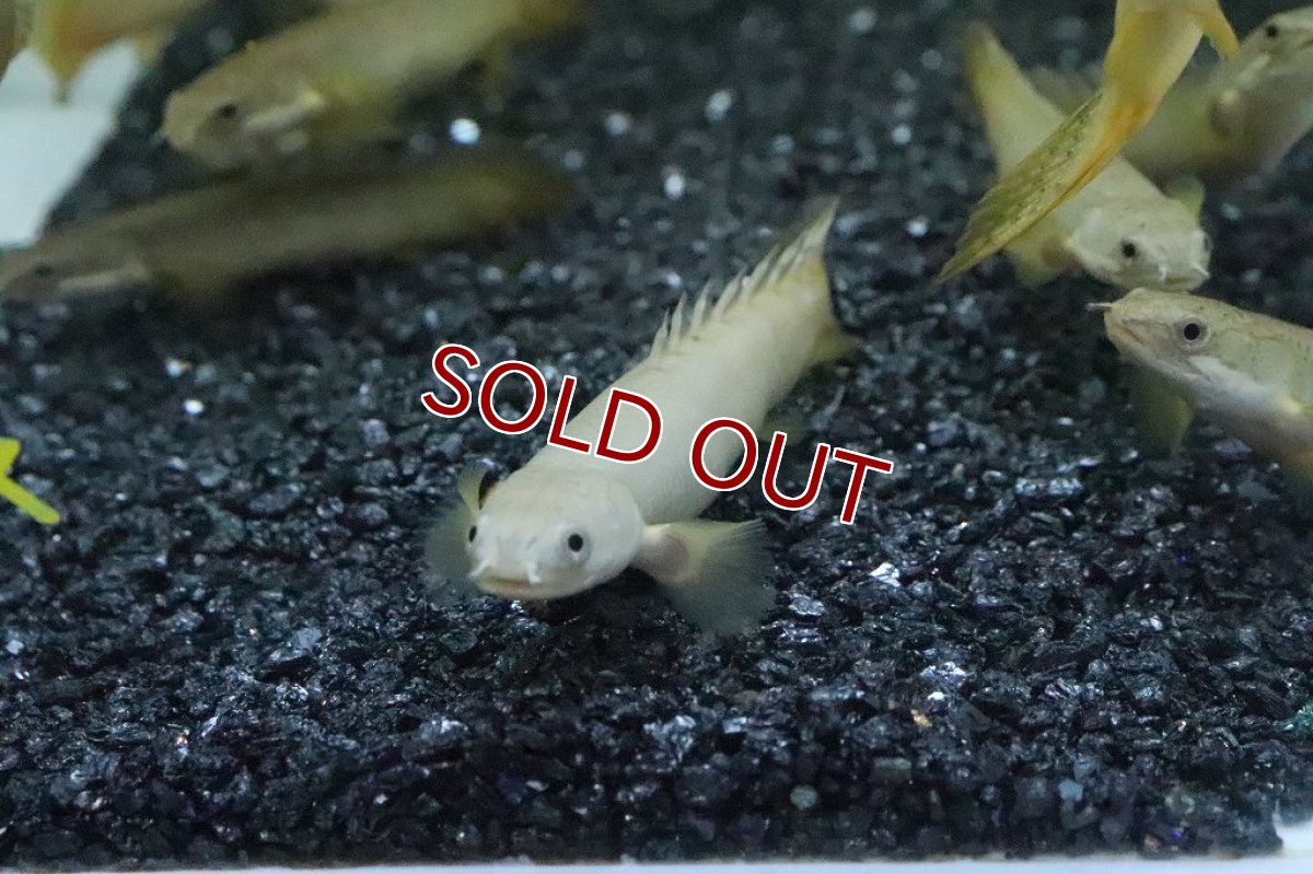 画像2: 【淡水魚】爆安 ポリプテルス パルマス×セネガルス？(セルパル？)【１匹】(±7-8cm)(大型魚)（生体）（熱帯魚）NKO (2)