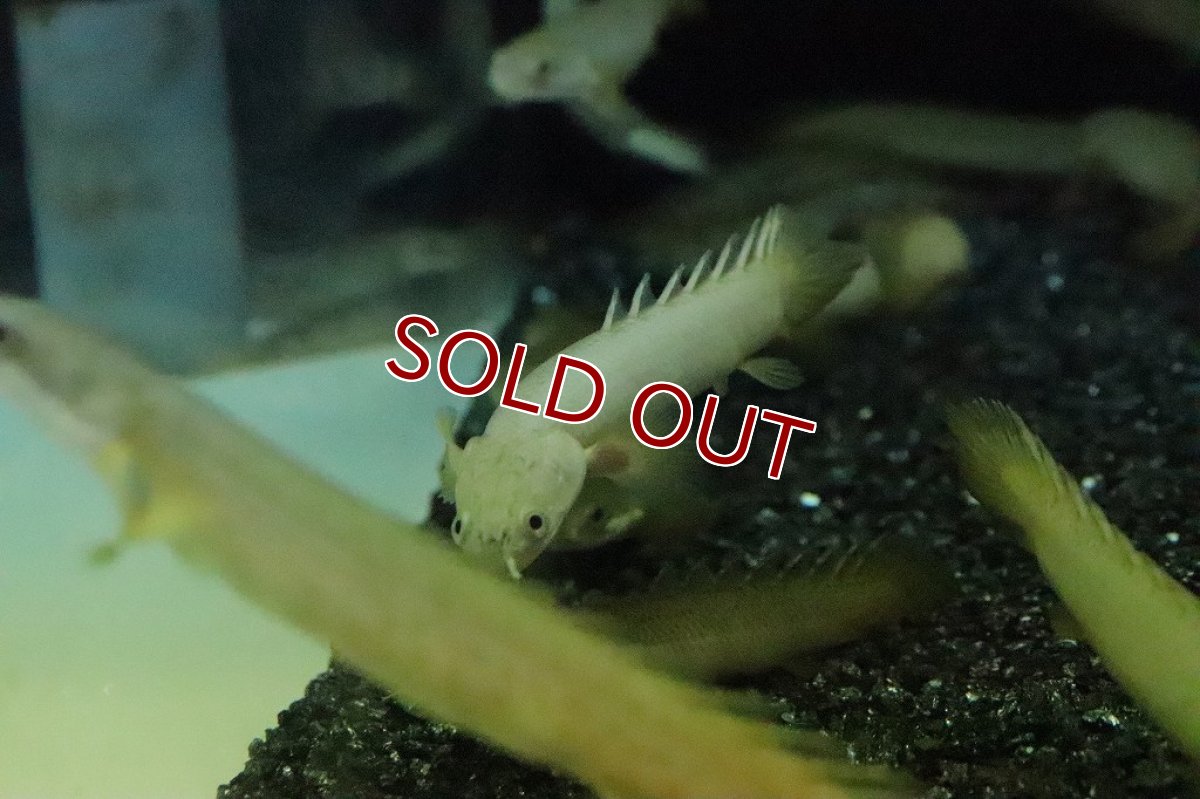 画像4: 【淡水魚】爆安 ポリプテルス パルマス×セネガルス？(セルパル？)【１匹】(±7-8cm)(大型魚)（生体）（熱帯魚）NKO (4)