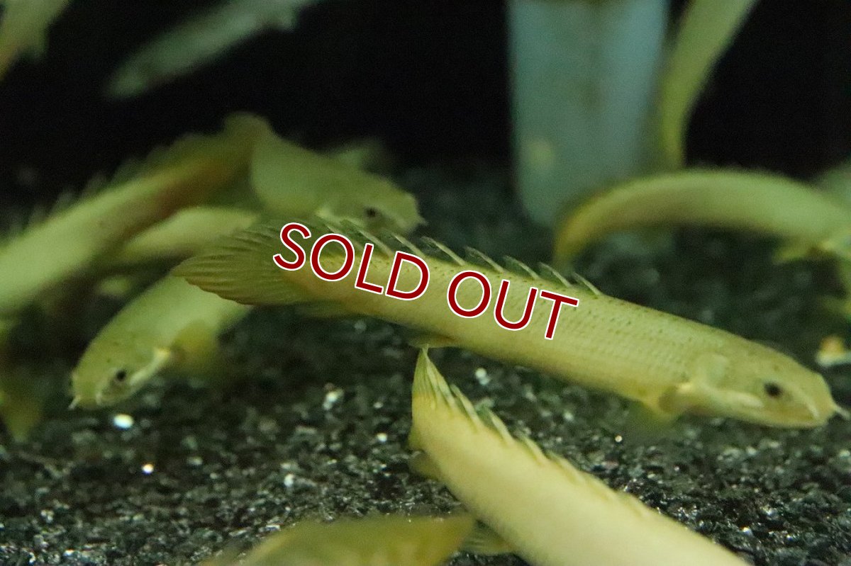 画像5: 【淡水魚】爆安 ポリプテルス パルマス×セネガルス？(セルパル？)【１匹】(±7-8cm)(大型魚)（生体）（熱帯魚）NKO (5)