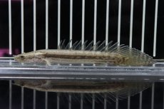 画像1: 【淡水魚】【通販】新種 ハイブリット ポリプテルス sp コディバ(コリバ×ラプラディ)【1匹 サンプル画像販売】(±10cm)（生体）（熱帯魚）NKＯ (1)