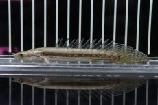 画像1: 【淡水魚】新種 ハイブリット ポリプテルス sp コディバ(コリバ×ラプラディ)【1匹 サンプル画像販売】(±10cm)（生体）（熱帯魚）NKＯ (1)