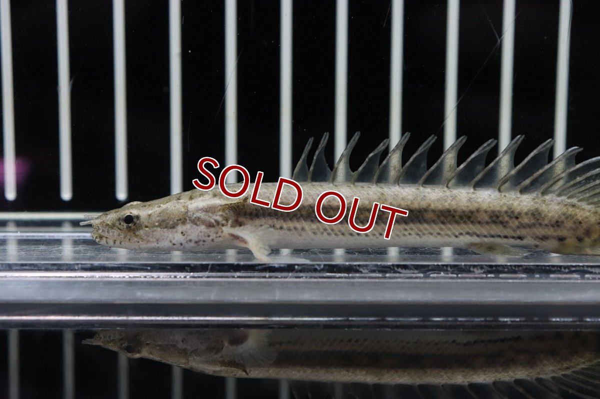 画像2: 【淡水魚】新種 ハイブリット ポリプテルス sp コディバ(コリバ×ラプラディ)【1匹 サンプル画像販売】(±10cm)（生体）（熱帯魚）NKＯ (2)