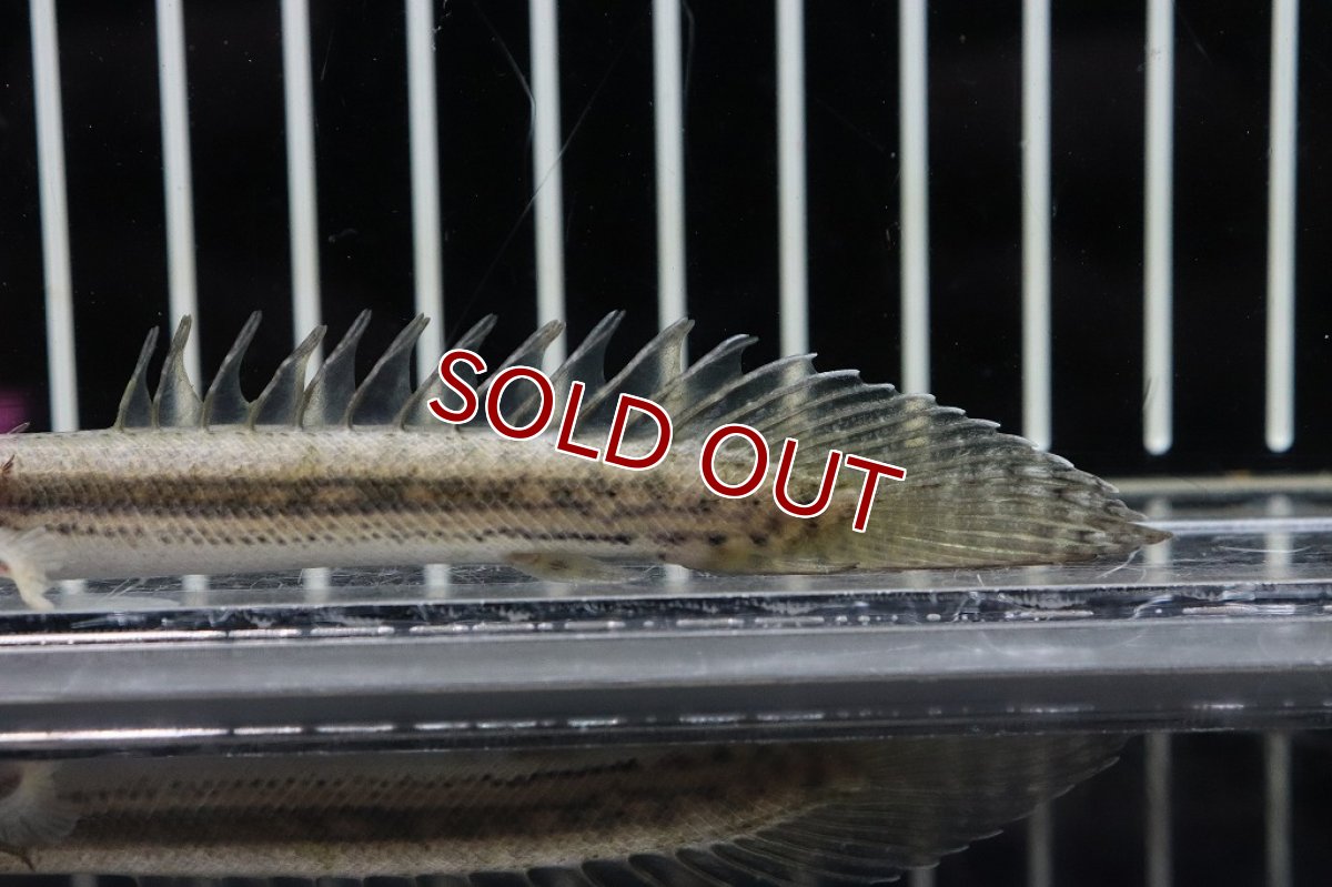 画像3: 【淡水魚】新種 ハイブリット ポリプテルス sp コディバ(コリバ×ラプラディ)【1匹 サンプル画像販売】(±10cm)（生体）（熱帯魚）NKＯ (3)