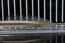 画像3: 【淡水魚】新種 ハイブリット ポリプテルス sp コディバ(コリバ×ラプラディ)【1匹 サンプル画像販売】(±10cm)（生体）（熱帯魚）NKＯ (3)