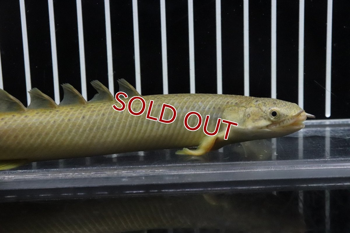 画像2: 【淡水魚】新種？ ハイブリッド ポリプテルス セネガルス×レトロピンニス【１匹サンプル画像】(±13-15cm)(生体)(淡水)NKO (2)