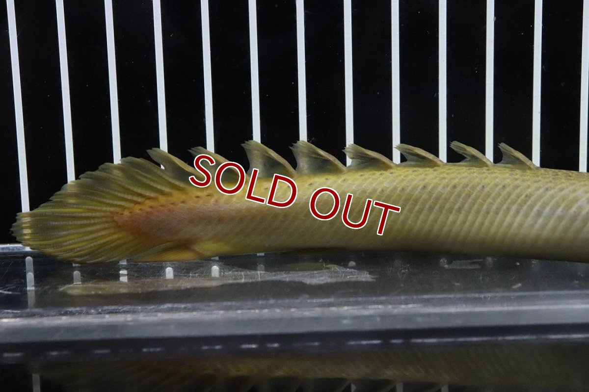 画像3: 【淡水魚】新種？ ハイブリッド ポリプテルス セネガルス×レトロピンニス【１匹サンプル画像】(±13-15cm)(生体)(淡水)NKO (3)