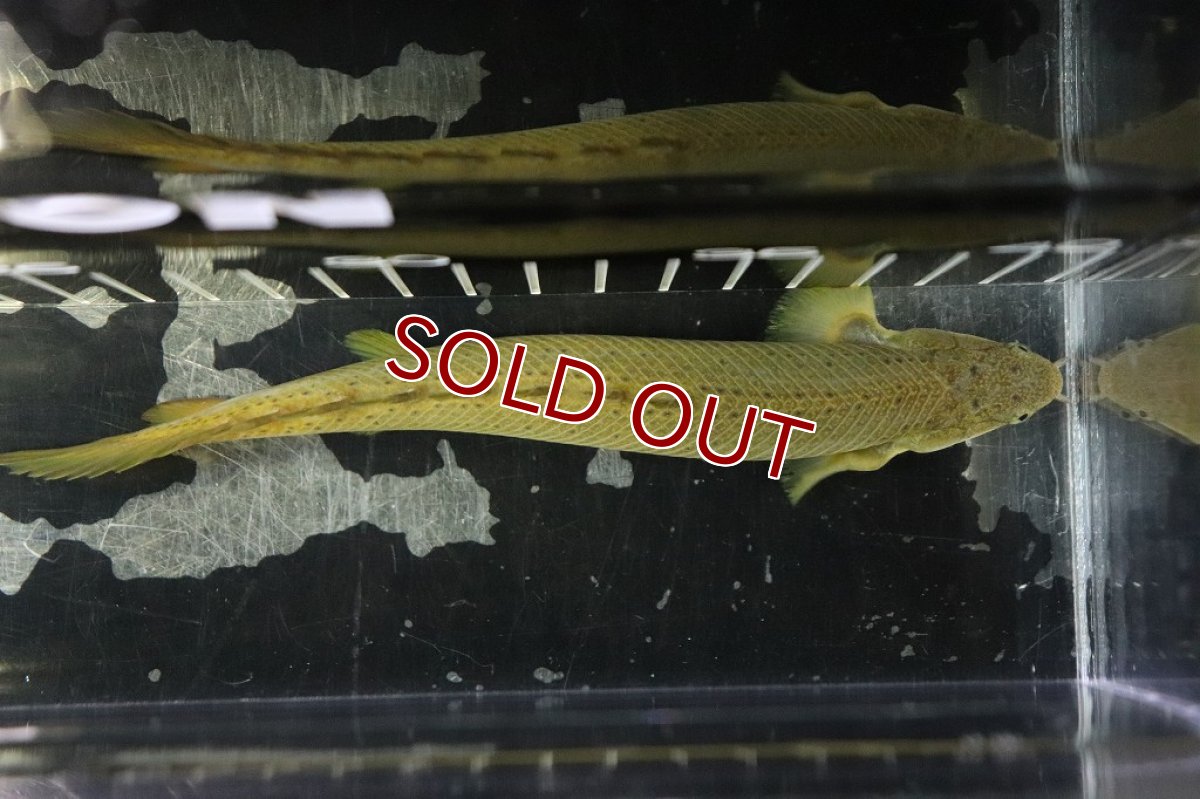 画像4: 【淡水魚】新種？ ハイブリッド ポリプテルス セネガルス×レトロピンニス【１匹サンプル画像】(±13-15cm)(生体)(淡水)NKO (4)