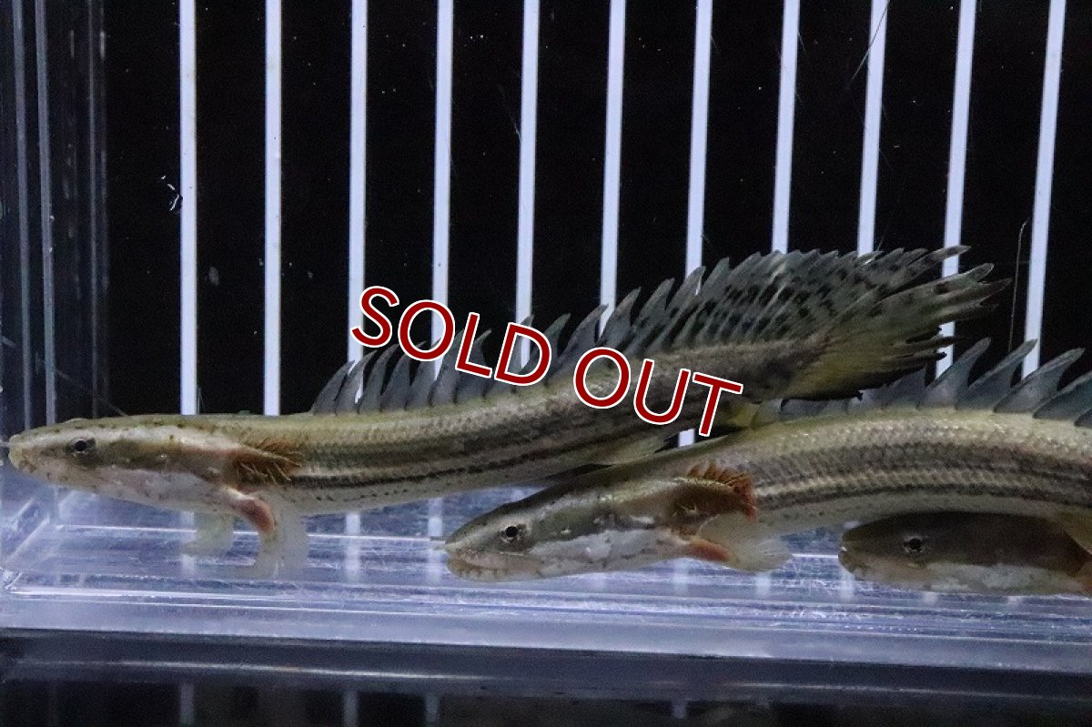 画像2: 【淡水魚】【通販】爆安 大きめ ポリプテルス ビキールビキール【１匹 サンプル画像】(±17-20cm)(生体)(淡水)ＮＫＯ (2)