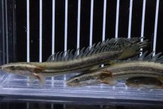 画像2: 【淡水魚】激安 ポリプテルス ビキールビキール【１匹 サンプル画像】(±6-8cm)(生体)(淡水)ＮＫＯ (2)