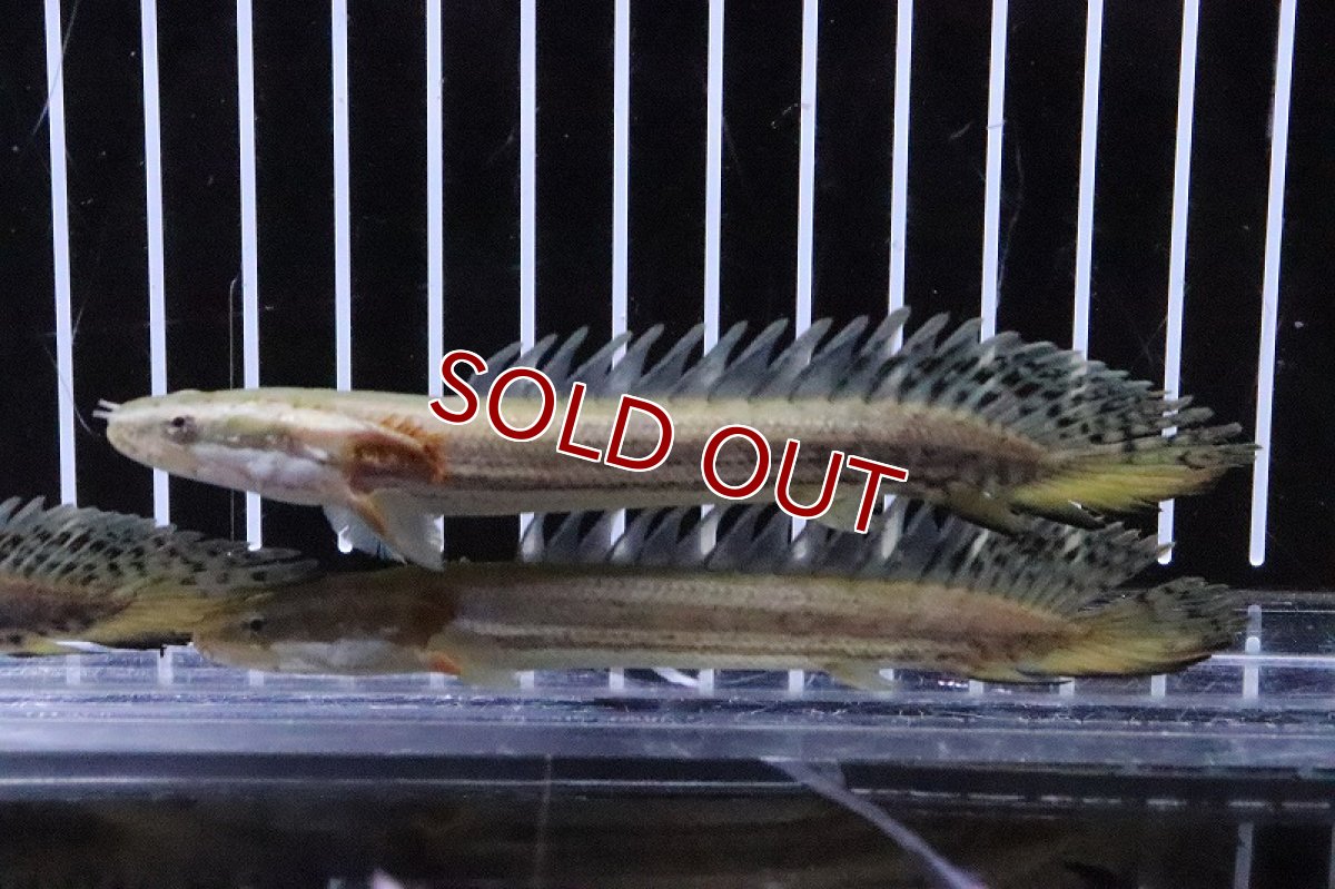 画像3: 【淡水魚】【通販】爆安 大きめ ポリプテルス ビキールビキール【１匹 サンプル画像】(±17-20cm)(生体)(淡水)ＮＫＯ (3)