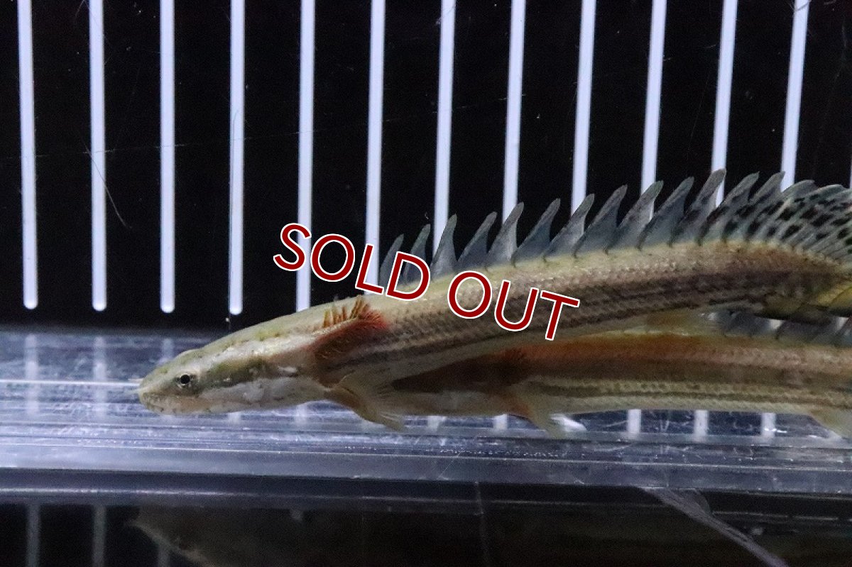 画像4: 【淡水魚】【通販】爆安 大きめ ポリプテルス ビキールビキール【１匹 サンプル画像】(±17-20cm)(生体)(淡水)ＮＫＯ (4)