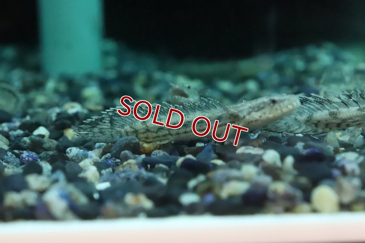 画像2: 【淡水魚】新種ハイブリッド個体 ポリプテルス コリソルギー(コリバ×アンソルギー)【１匹 サンプル画像】(±5-7cm)(生体)(熱帯魚)NKO (2)