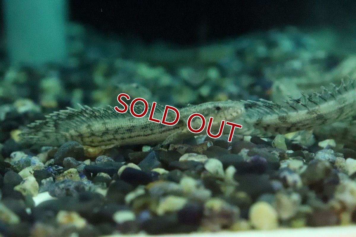 画像3: 【淡水魚】新種ハイブリッド個体 ポリプテルス コリソルギー(コリバ×アンソルギー)【１匹 サンプル画像】(±5-7cm)(生体)(熱帯魚)NKO (3)