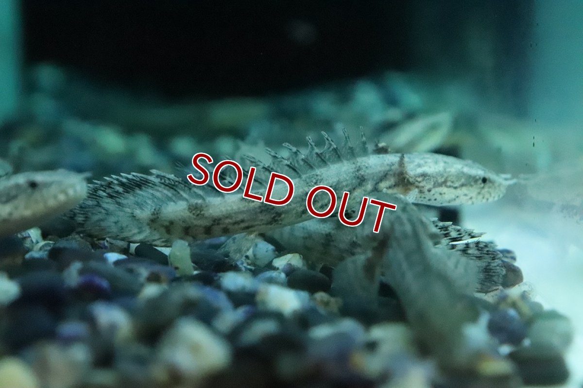 画像4: 【淡水魚】新種ハイブリッド個体 ポリプテルス コリソルギー(コリバ×アンソルギー)【１匹 サンプル画像】(±5-7cm)(生体)(熱帯魚)NKO (4)