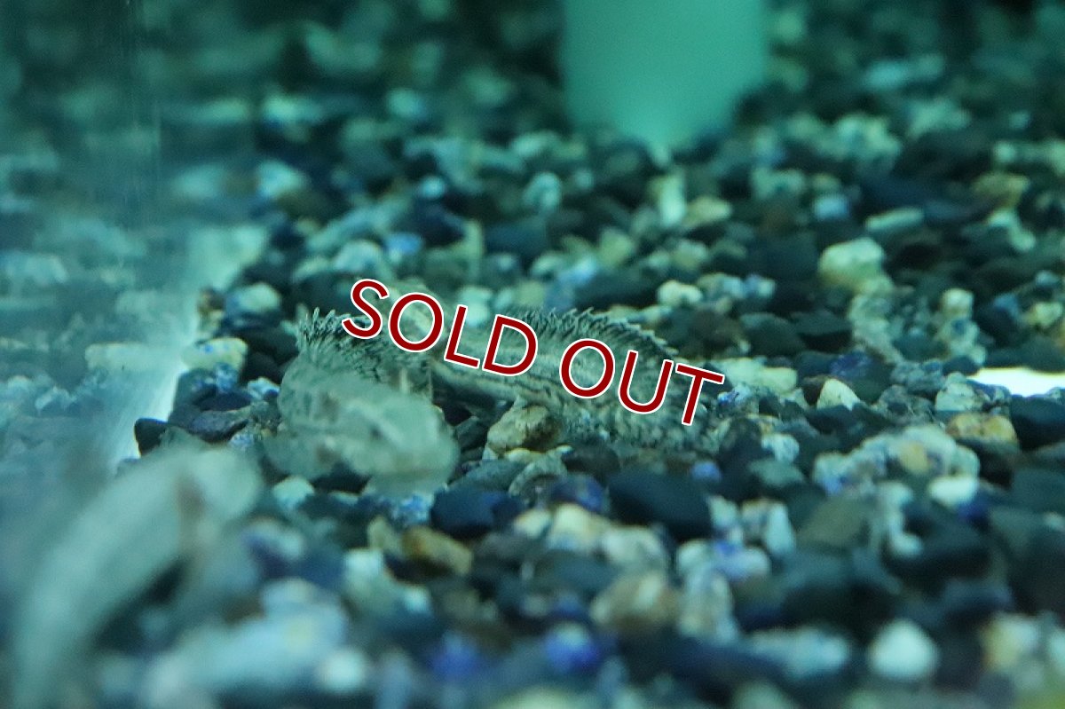 画像5: 【淡水魚】新種ハイブリッド個体 ポリプテルス コリソルギー(コリバ×アンソルギー)【１匹 サンプル画像】(±5-7cm)(生体)(熱帯魚)NKO (5)