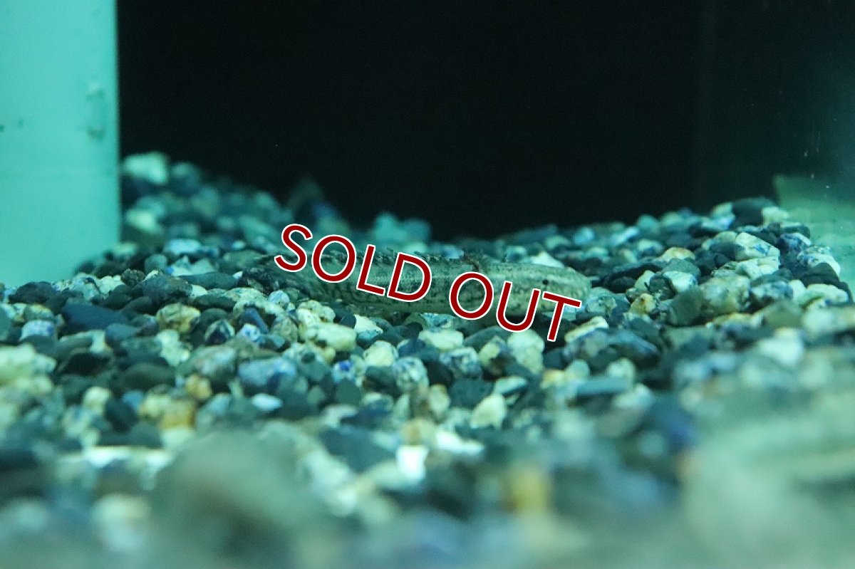 画像6: 【淡水魚】新種ハイブリッド個体 ポリプテルス コリソルギー(コリバ×アンソルギー)【１匹 サンプル画像】(±5-7cm)(生体)(熱帯魚)NKO (6)