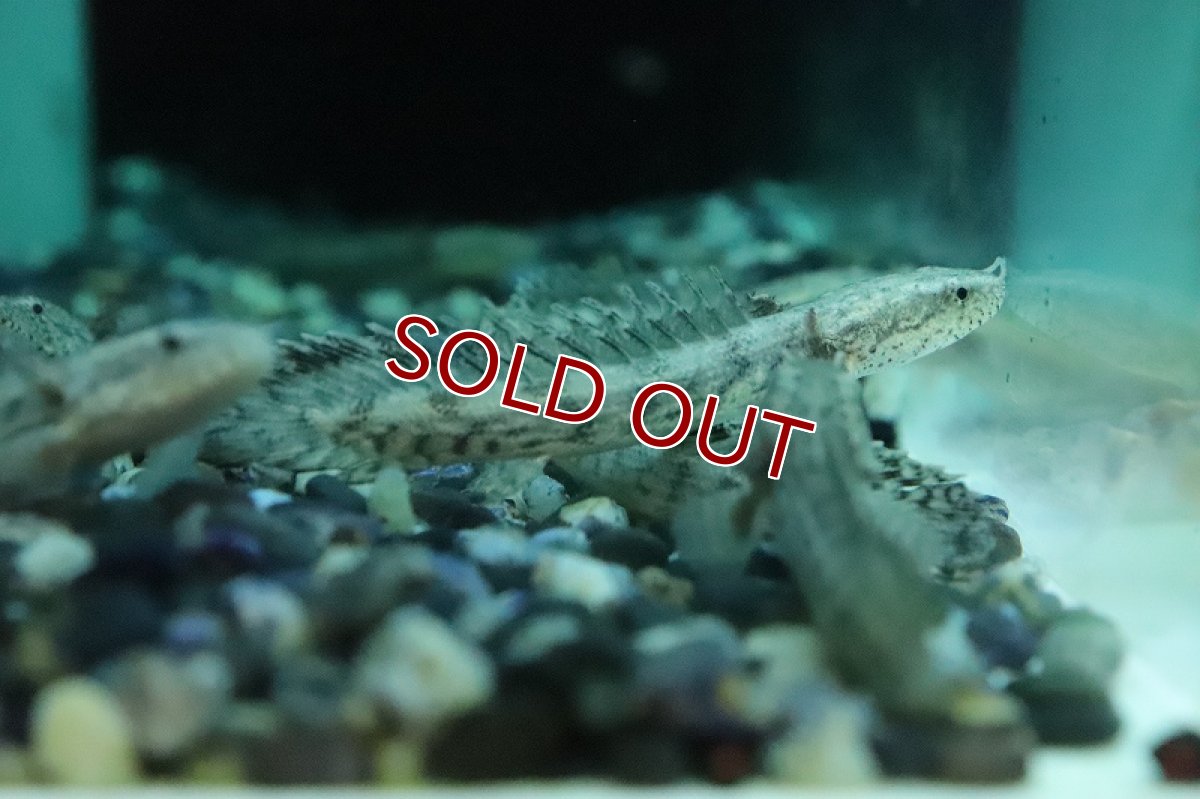 画像7: 【淡水魚】新種ハイブリッド個体 ポリプテルス コリソルギー(コリバ×アンソルギー)【１匹 サンプル画像】(±5-7cm)(生体)(熱帯魚)NKO (7)