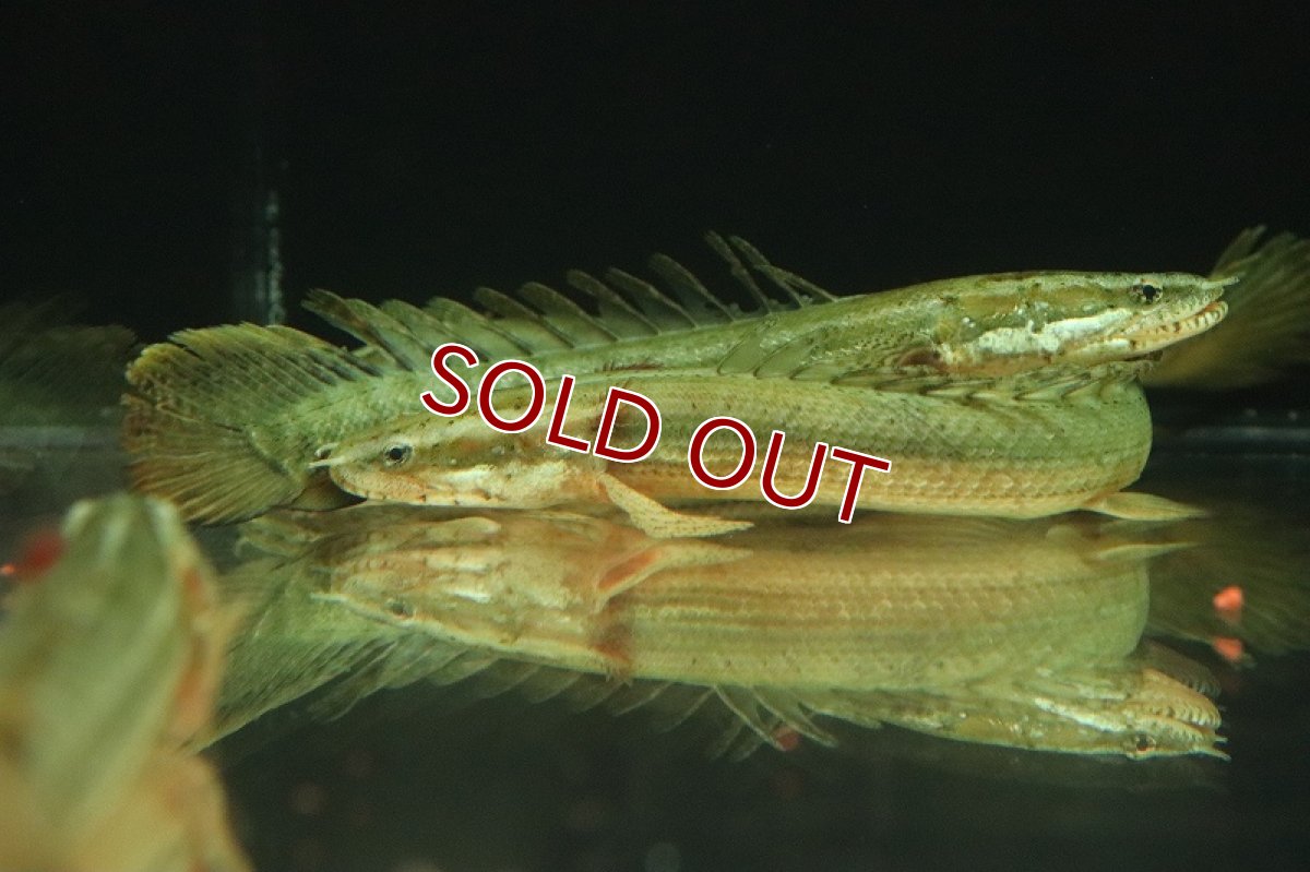画像2: 【淡水魚】激安 ポリプテルス ビキールビキール【1匹 サンプル画像】(±10-15cm)(大型魚)(生体)(熱帯魚)NKO (2)