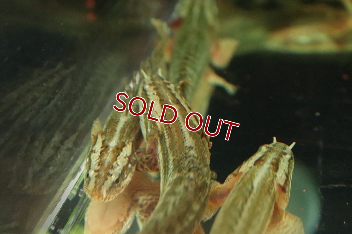 画像3: 【淡水魚】激安 ポリプテルス ビキールビキール【1匹 サンプル画像】(±10-15cm)(大型魚)(生体)(熱帯魚)NKO (3)