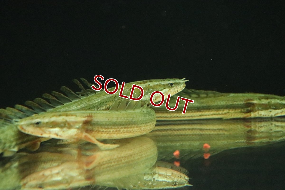 画像4: 【淡水魚】激安 ポリプテルス ビキールビキール【1匹 サンプル画像】(±10-15cm)(大型魚)(生体)(熱帯魚)NKO (4)