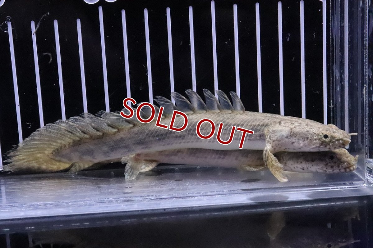 画像2: 【淡水魚】レア種 ハイブリット個体 ポリプテルス アンソビキール【1匹 サンプル画像】(±15-18cm)(大型魚)(生体)(熱帯魚)NKO (2)