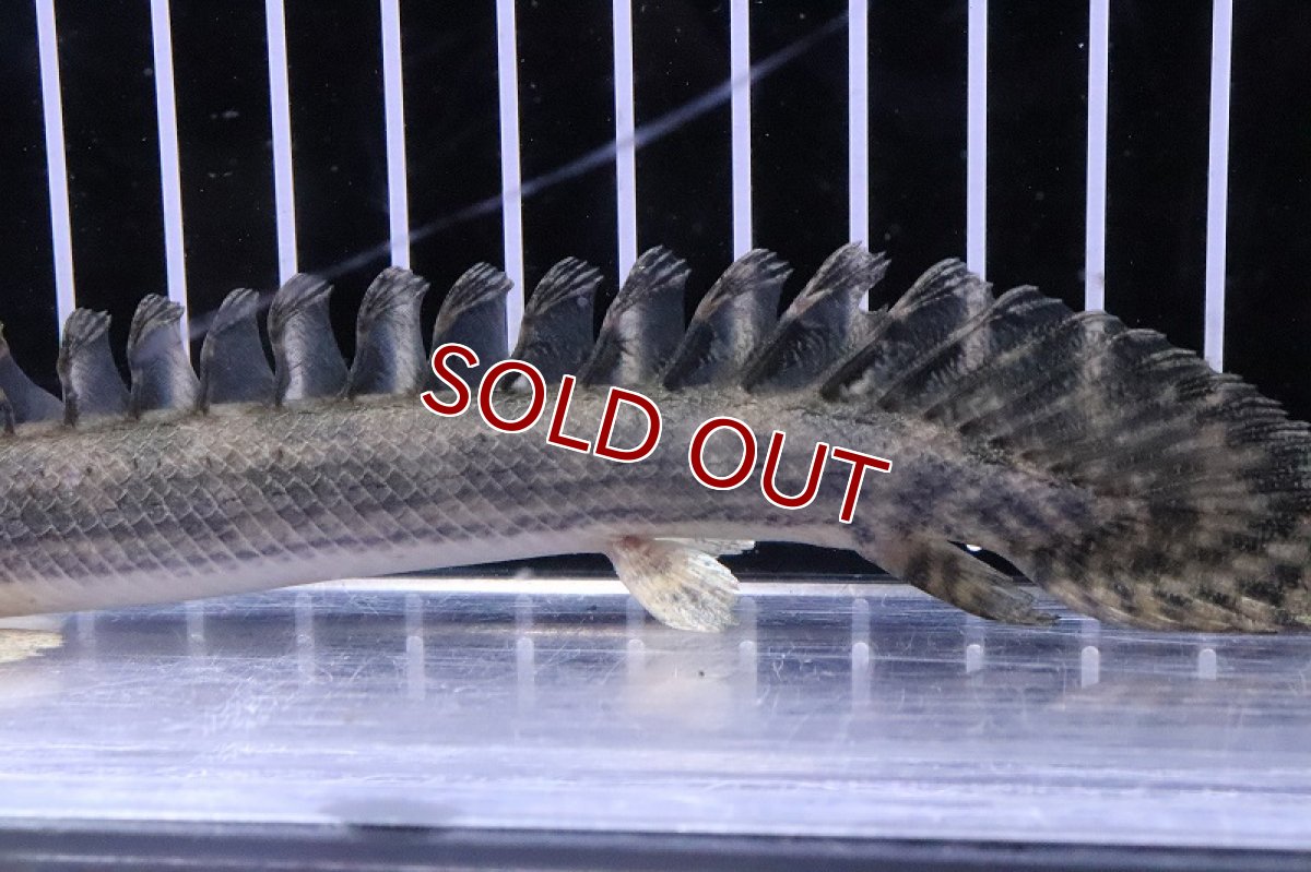 画像3: 【淡水魚】レア種 ハイブリット個体 ポリプテルス アンソビキール【1匹 サンプル画像】(±15-18cm)(大型魚)(生体)(熱帯魚)NKO (3)