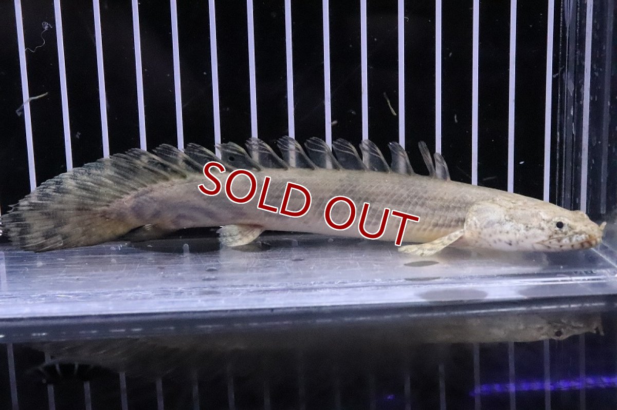 画像4: 【淡水魚】レア種 ハイブリット個体 ポリプテルス アンソビキール【1匹 サンプル画像】(±15-18cm)(大型魚)(生体)(熱帯魚)NKO (4)