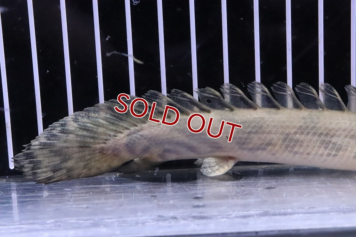 画像5: 【淡水魚】レア種 ハイブリット個体 ポリプテルス アンソビキール【1匹 サンプル画像】(±15-18cm)(大型魚)(生体)(熱帯魚)NKO (5)