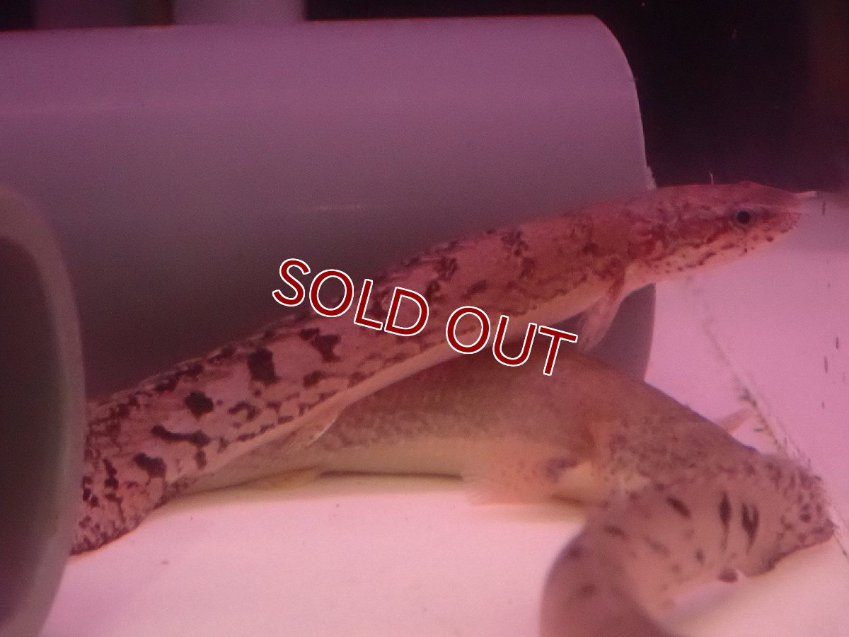 画像1: 【淡水魚】【通販】ポリプテルス デルヘジィ【1匹 サンプル画像】(±5-8cm)（大型魚）（生体）（熱帯魚）NKO (1)