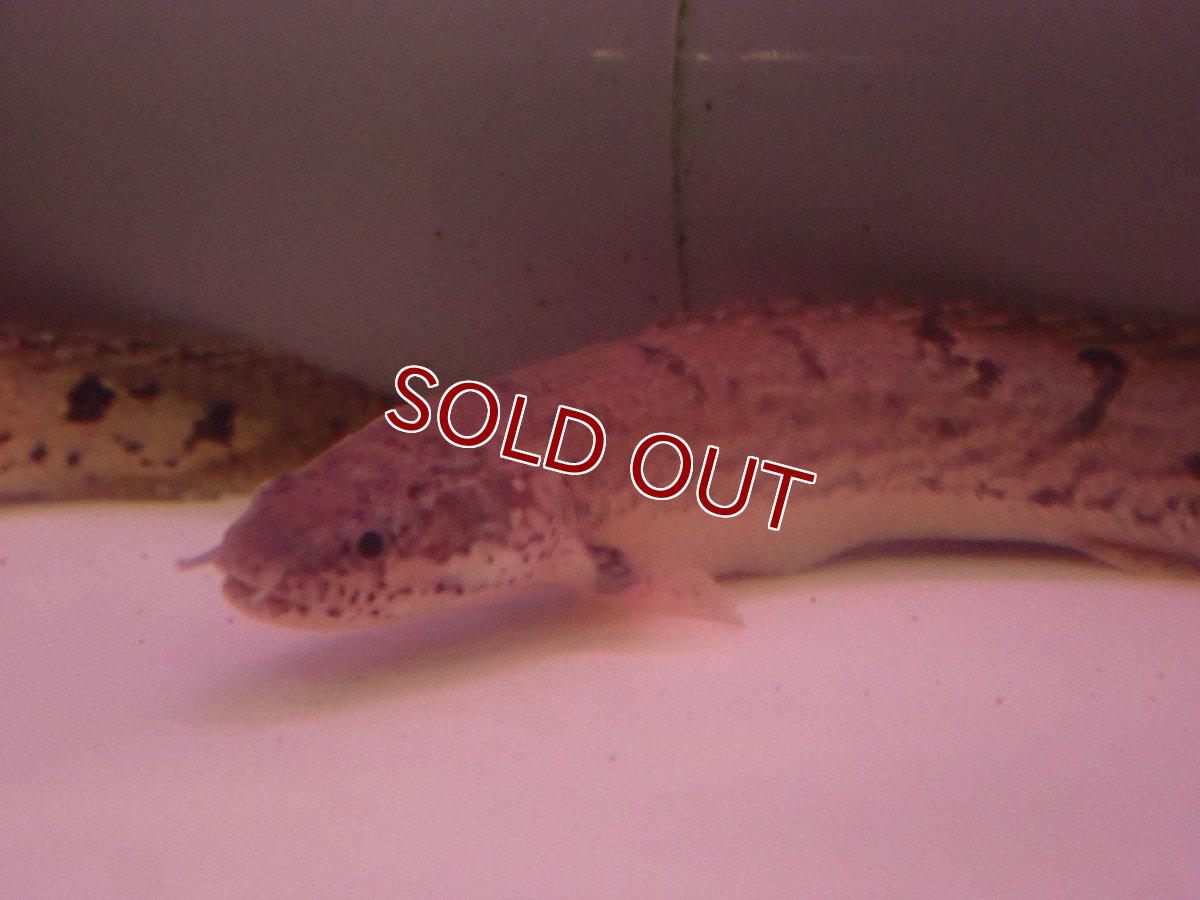 画像2: 【淡水魚】【通販】ポリプテルス デルヘジィ【1匹 サンプル画像】(±5-8cm)（大型魚）（生体）（熱帯魚）NKO (2)