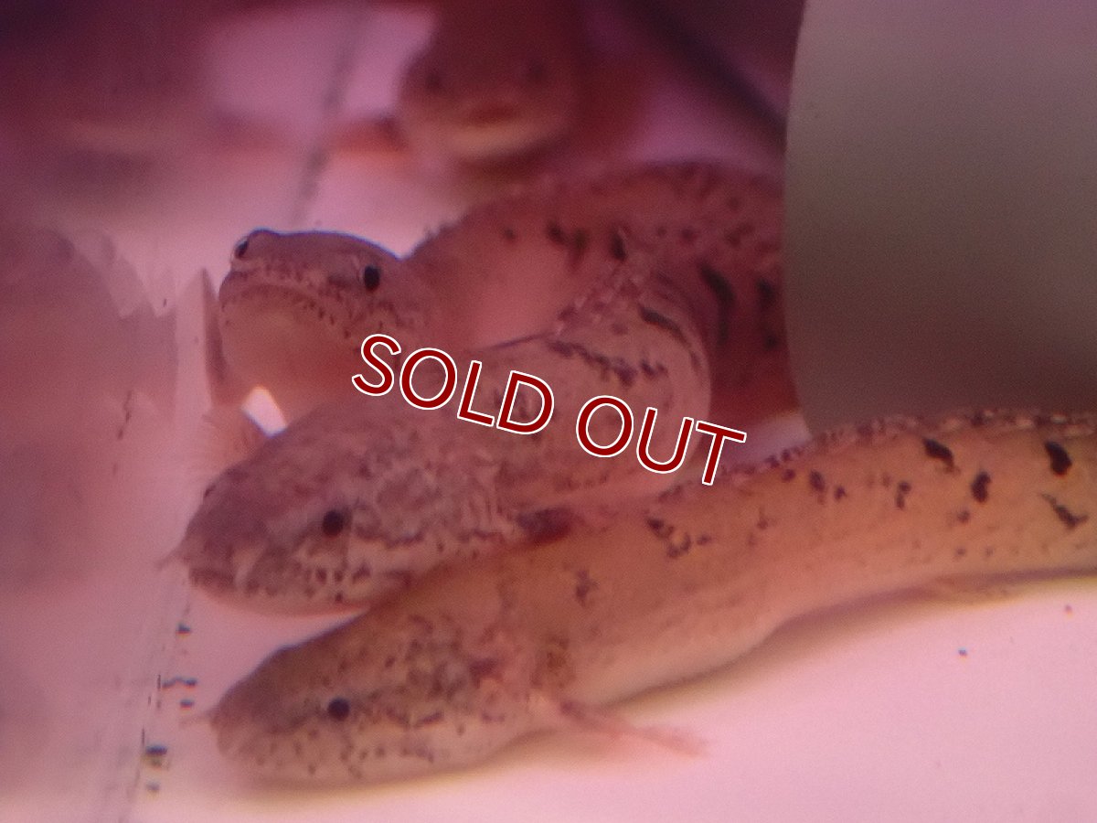 画像3: 【淡水魚】【通販】ポリプテルス デルヘジィ【1匹 サンプル画像】(±5-8cm)（大型魚）（生体）（熱帯魚）NKO (3)