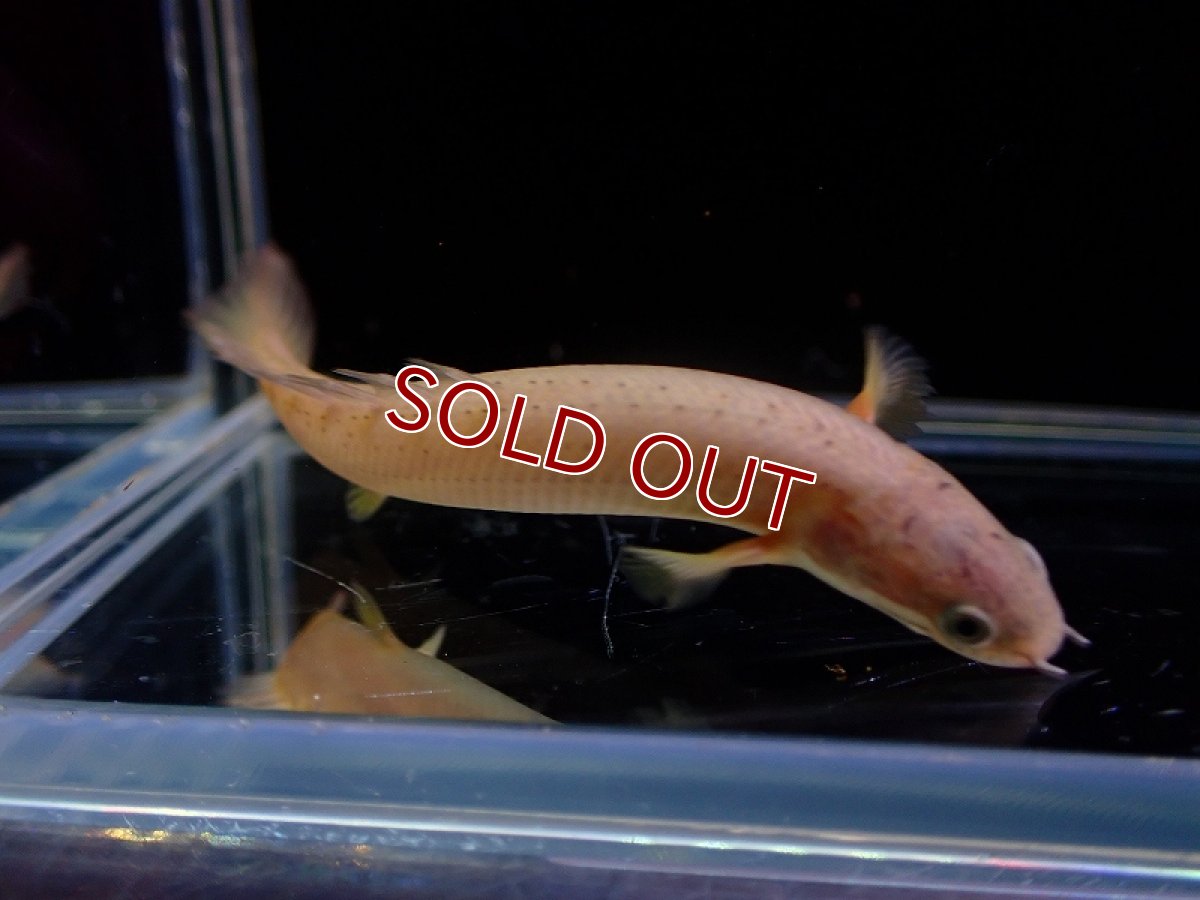 画像2: 【淡水魚】【通販】ポリプテルス セネガルス【1匹 サンプル画像】（大型魚）（生体）（熱帯魚）NKO (2)