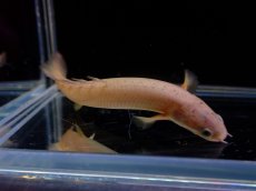 画像2: 【淡水魚】【通販】ポリプテルス セネガルス【1匹 サンプル画像】(±5-7cm)（大型魚）（生体）（熱帯魚）NKO (2)