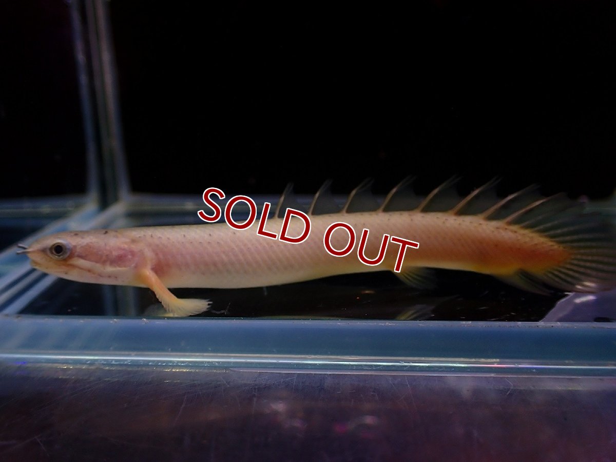 画像3: 【淡水魚】【通販】ポリプテルス セネガルス【1匹 サンプル画像】（大型魚）（生体）（熱帯魚）NKO (3)