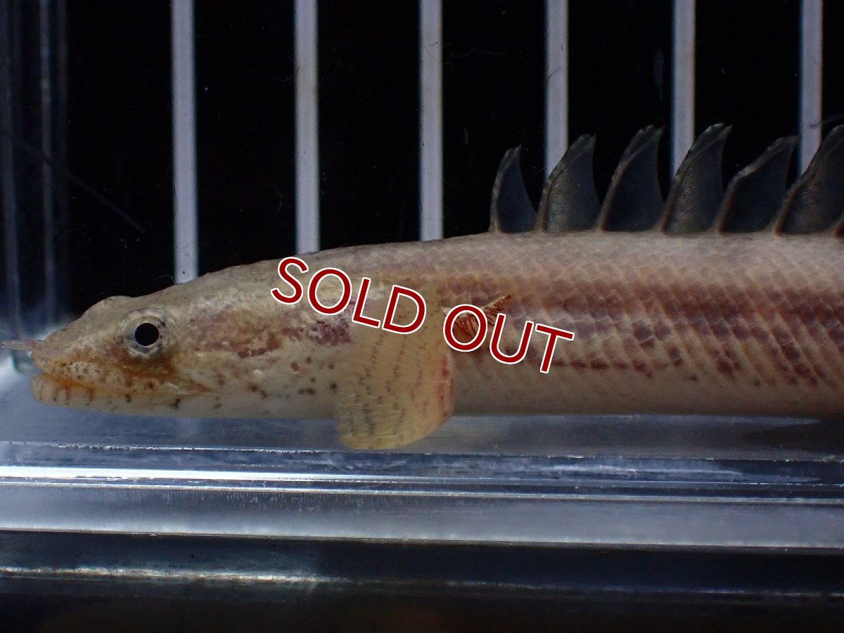 画像2: 【淡水魚】【通販】ハイブリッド ポリプテルス コンソルギー（コンギクス×アンソルギー）【1匹 サンプル画像】(±11cm（生体）（熱帯魚）NKO (2)